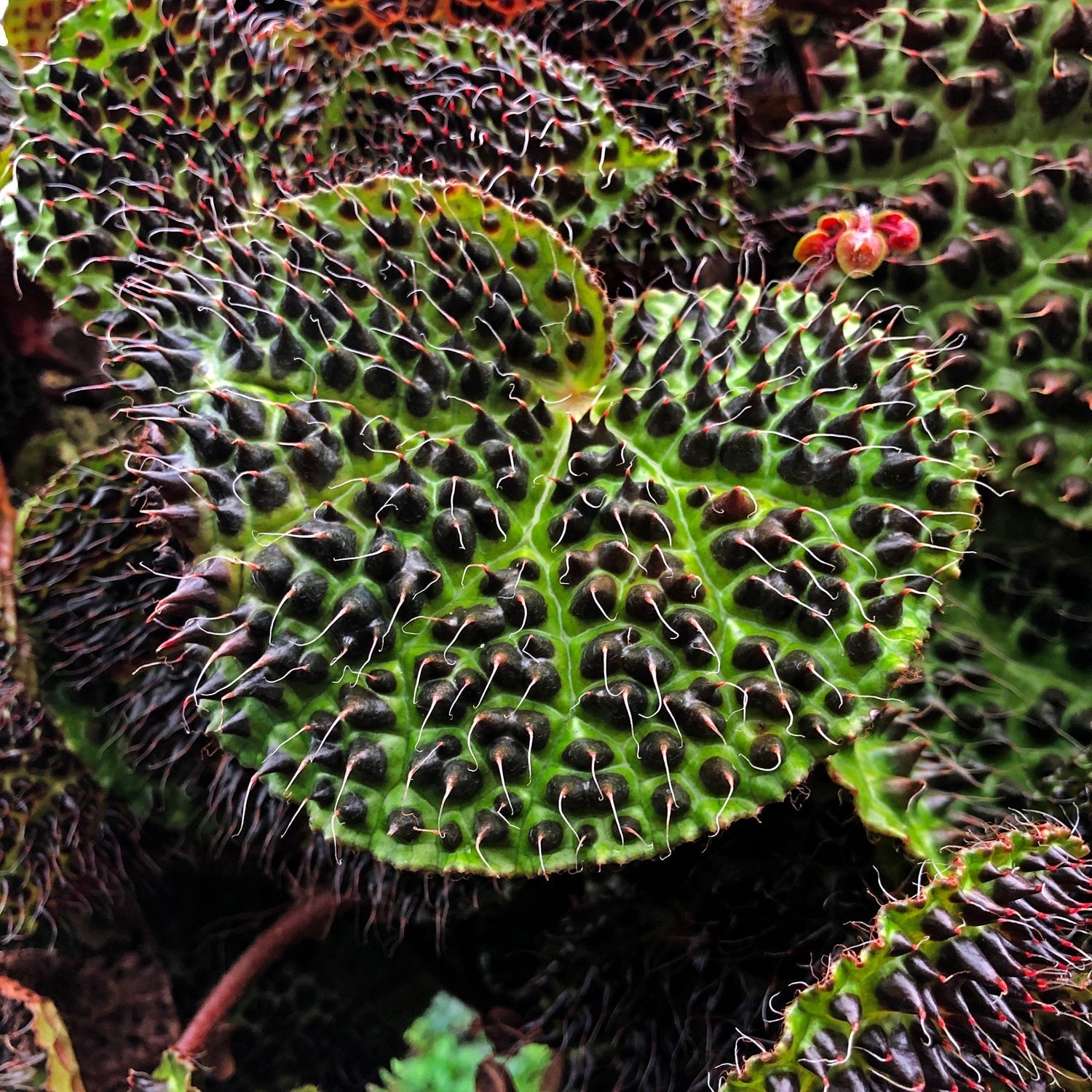 Plants